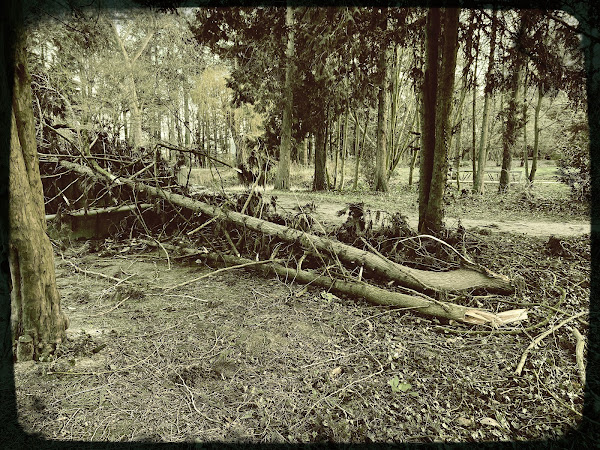 Stormschade Eunice, februari 2022, Zevenaar