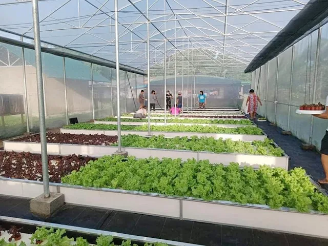 Proyektong Greenhouse with Hydroponics naisakatuparan sa Lungsod ng Lucena