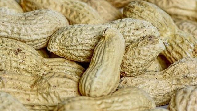 Khasiatnya Bikin Melongo, Kunyah Kacang Rebus Rupanya Beri Manfaat Tak Terduga Bagi Tubuh