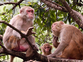 Monkeys with Many Stomachs