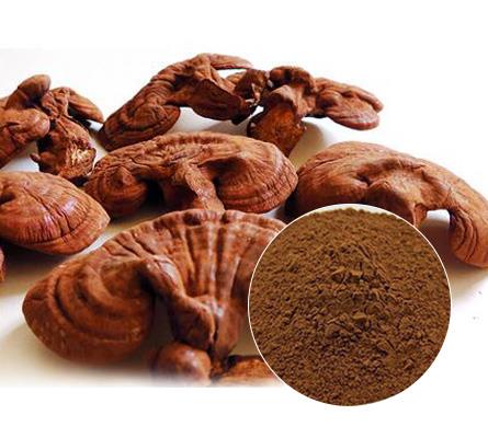 Reishi mushroom supplement supplier in Raigad | Mushroom products & services | Biobritte mushrooms 