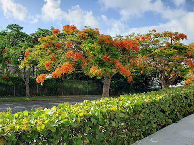 poinciana trees in bloom