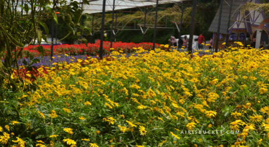 Lawatan balik hari ke Cameron Highlands