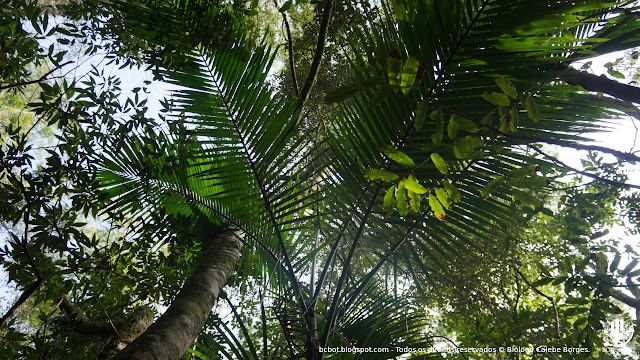 Palmeira jussara Euterpe edulis em floresta de mata atlantica