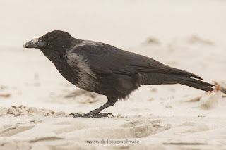 Wildlifefotografie Helgoland Düne Nebelkrähe