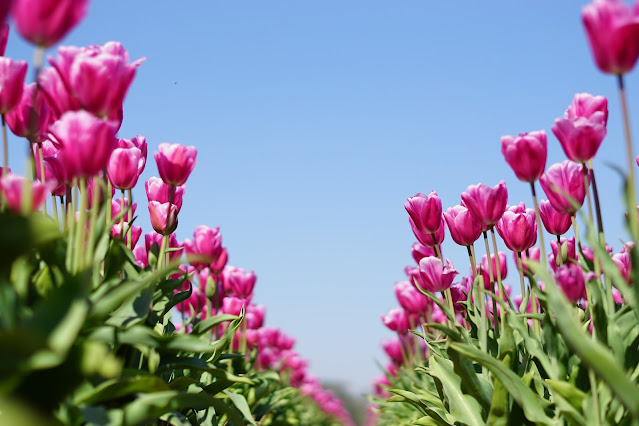 pink tulips in field