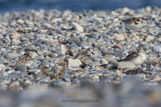 Wildlifefotografie Helgoland Düne Sanderling Sandregenpfeifer Meerstrandläufer