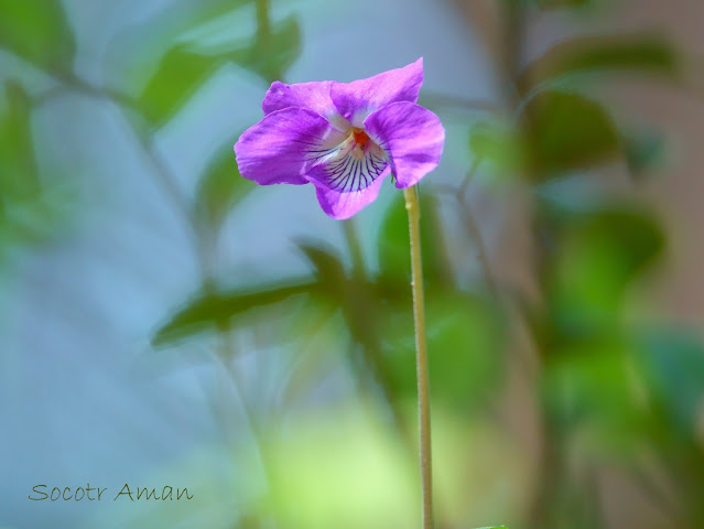 Viola obtusa