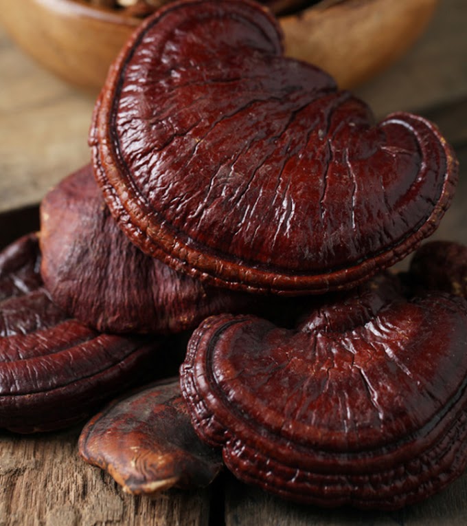 Ganoderma Mushroom Products in Victoria | MycoNutra® Reishi | MycoNutra® mushroom products  