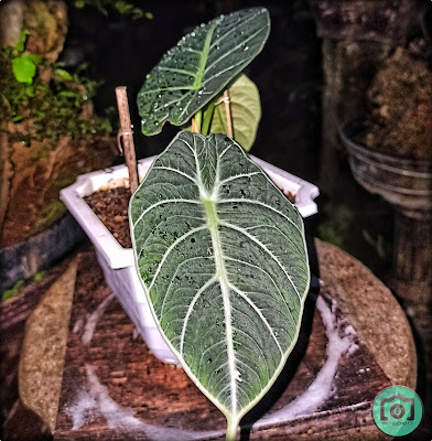 Alocasia