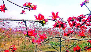 Shimul Garden(শিমুল বাগান)