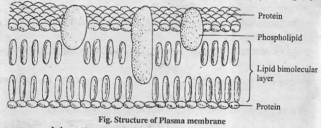 प्लाज्मा झिल्ली  या जीवद्रव्य कला या कोशिका कला (Plasma membrane) क्या है ? इसकी संरचना (Structure) , फ्ल्यूइड मोजैक मॉडल (Fluid Mosaic Model) , इकाई झिल्ली संकल्पना (Unit membrane concept)  कोशिका कला या प्लाज्मा झिल्ली के कार्य