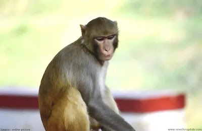 top 10 monkey species