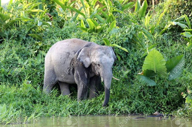 A menor espécie de elefante do mundo está ameaçada