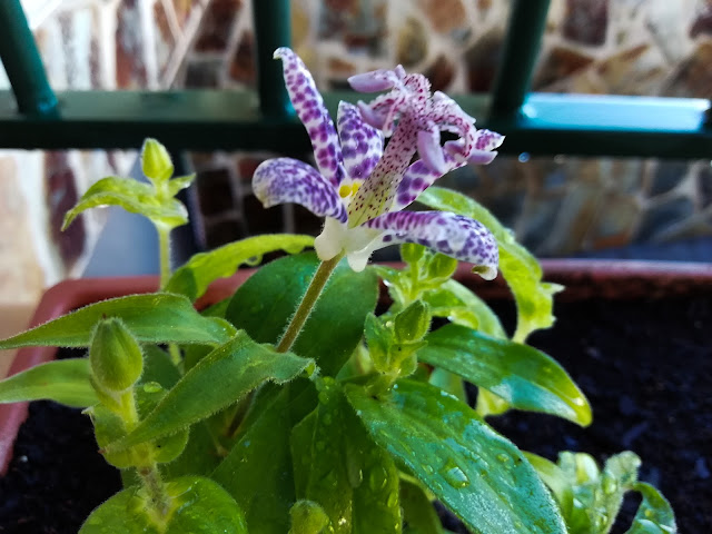 Lirio de sapo japonés o tricirtis (Tricyrtis hirta (Thunb.) Hook).