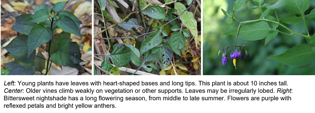 A young plant, older vine and purple flowers of bittersweet nightshade.