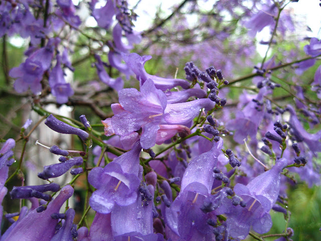 Floración de jacaranda