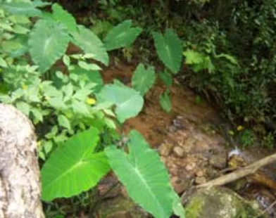 บอน Colocasia esculenta (L.) Schott