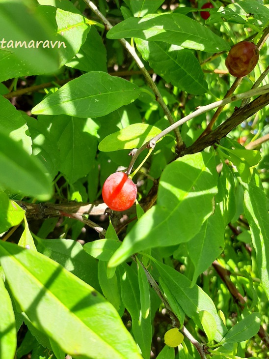 Принсепия китайская / Плоскосемянник китайский (Prinsepia sinensis, =Plagiospermum sinense)