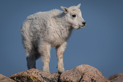 Mount Evans, Mountain Goat