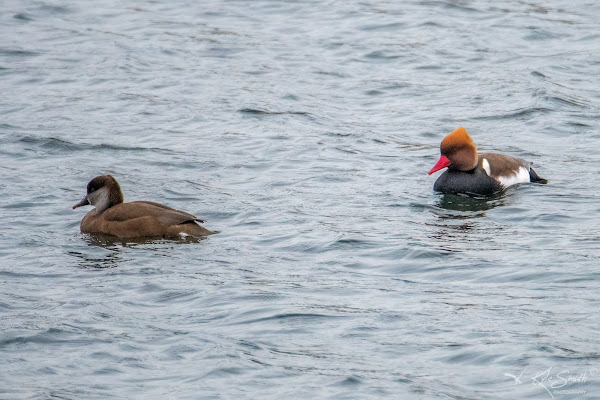 Red-crested pochard