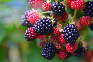 gambar buah blackberry
