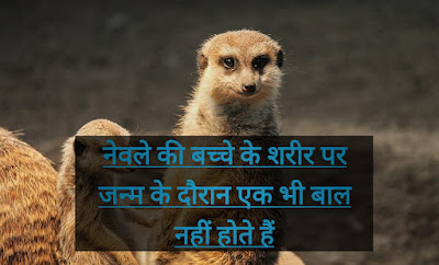 Mongoose Facts In Hindi