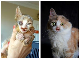 Estas 19 imágenes de rescate de antes y después demuestran que el amor puede cambiar la vida de un gato