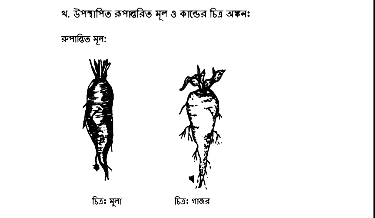 Class 7/Seven 5th Week Assignment Answer Science |৭ম/সপ্তম শ্রেণির এসাইনমেন্ট ২০২২ বিজ্ঞান ৫ম সপ্তাহ |৭ম শ্রেণীর ৫ম সপ্তাহের বিজ্ঞান এসাইনমেন্ট সমাধান /উত্তর ২০২২