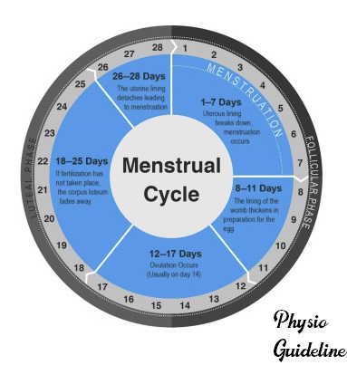 MENSTRUAL CYCLE
