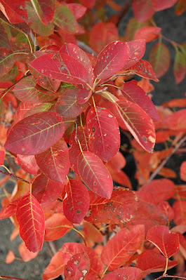 Amelanchier x grandiflora 'Autumn Brilliance'