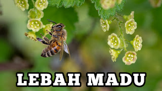 Lebah Jantan Secara fisik lebah jantan lebih kecil dari ratu lebah tetapi lebih besar dari lebah pekerja. Selain itu ciri lain yang paling menonjol adalah matanya yang besar, dimana mata tersebut terdiri dari faset yang lebih banyak dari pada faset pada mata lebah pekerja dan ratu lebah.  Pada tubuh lebah jantan tidak terdapat pipa penghisap madu dan juga tidak mempunyai kantong pollen dikakinya. Dikarenakan itu lebah jantan tidak bertugas untuk mengumpulkan pollen atau madu.   Si pejantan hanya membersihkan sarang, menjaga sarang atau tugas tuga ringan dalam sangkar. Sesuai dengan namanya sebagai pejantan, maka fungsi utamanya adalah mengawini Ratu Lebah untuk kemudian mati setelah kawin.