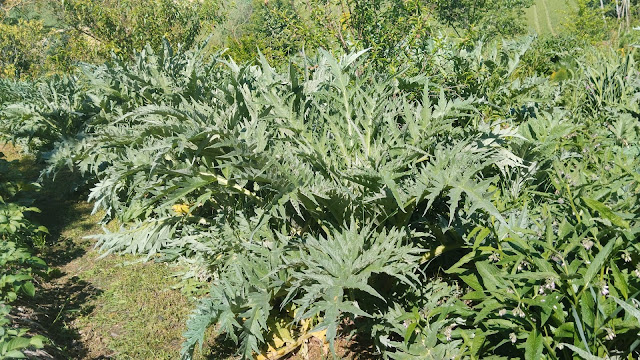Il carciofo crea associazioni micorriziche con funghi arbuscolari (AMF). Questi funghi aiutano la pianta a migliorare l’assorbimento di fosforo e altri nutrienti