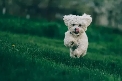 The adorable Bichon Frise dogs captured the hearts of several French kings