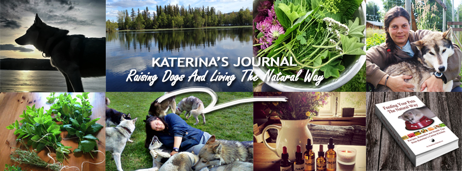 Katerina's Journal