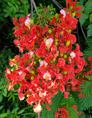 close up of flowers