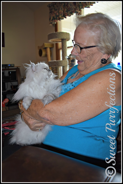 woman holding silver shaded Persian cat looking up at her