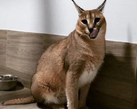 kucing termahal di dunia saat ini,kucing termahal di dunia di indonesia,kucing himalaya bulu pendek,harga kucing caracal 2022,pemilik kucing anggora asli di indonesia