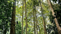 Pemkab Pesibar Daftarkan Damar Mata Kucing ke Ditjen HAKI