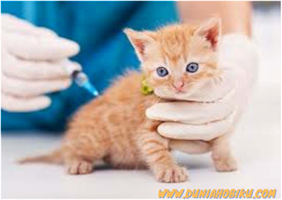 vaksin anak kucing