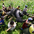Le parc des Virunga en RDC: des gorilles, mais aussi des rebelles