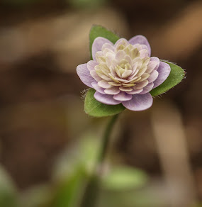 Hepatica nobilis var acuta 'Louise Köhler'