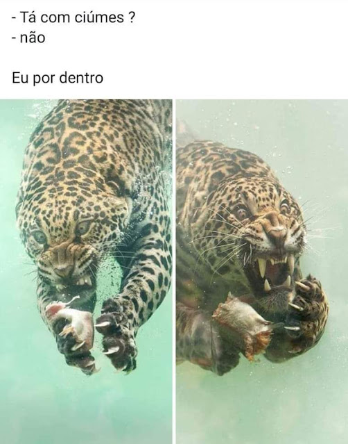 150 memes fofos de animais para você ter na manga