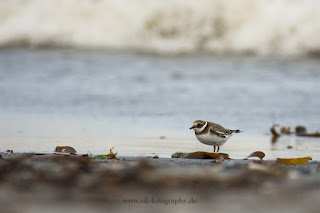 Wildlifefotografie Helgoland Düne Sandregenpfeifer