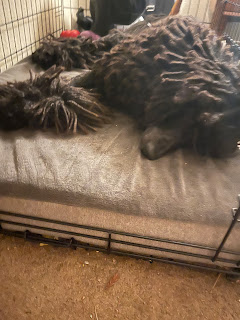 A blue Standard Poodle sleeping in a wire crate with the door open