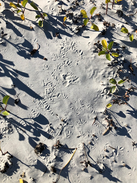 bird footprints in sand