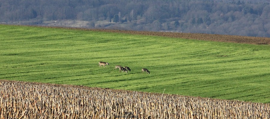 harde de chevreuils