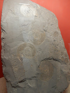地中海歴史自然博物館の化石