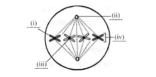 Cell cycle and cell division NEET Questions