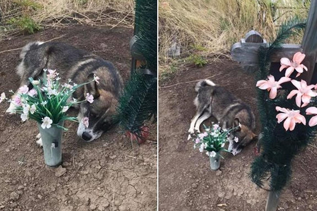 Собака из Кривого Рога долгих 3 года провела на могиле хозяина